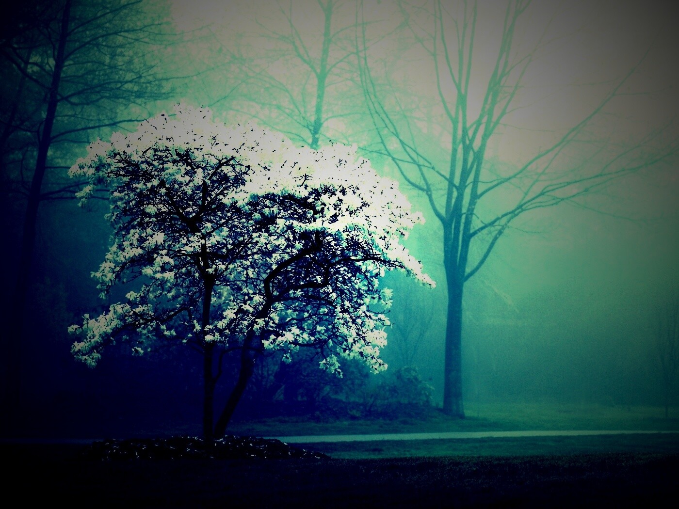 Цветущее дерево обои