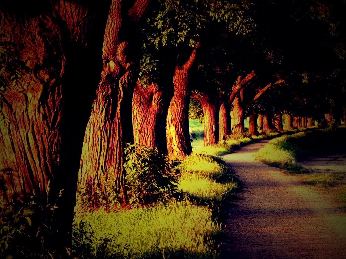Аллея старых раскидистых деревьев обои