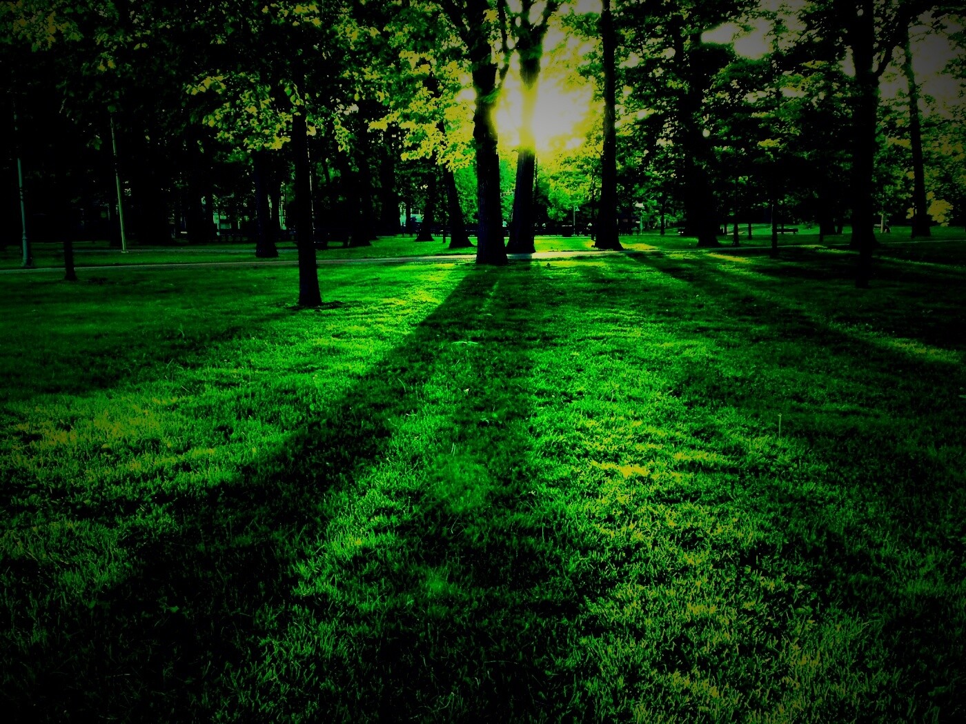 Лучи солнца сквозь листву деревьев обои