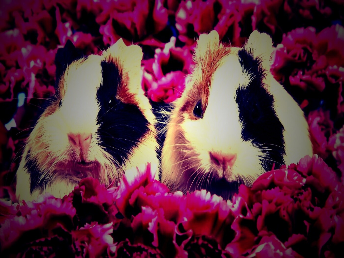 Морские свинки в гвоздиках обои