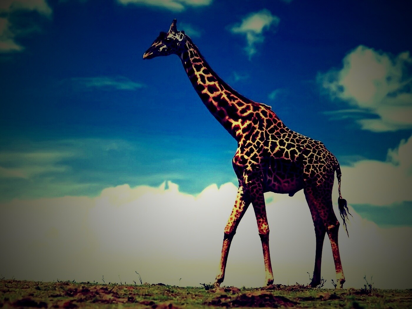 Жираф на прогулке обои