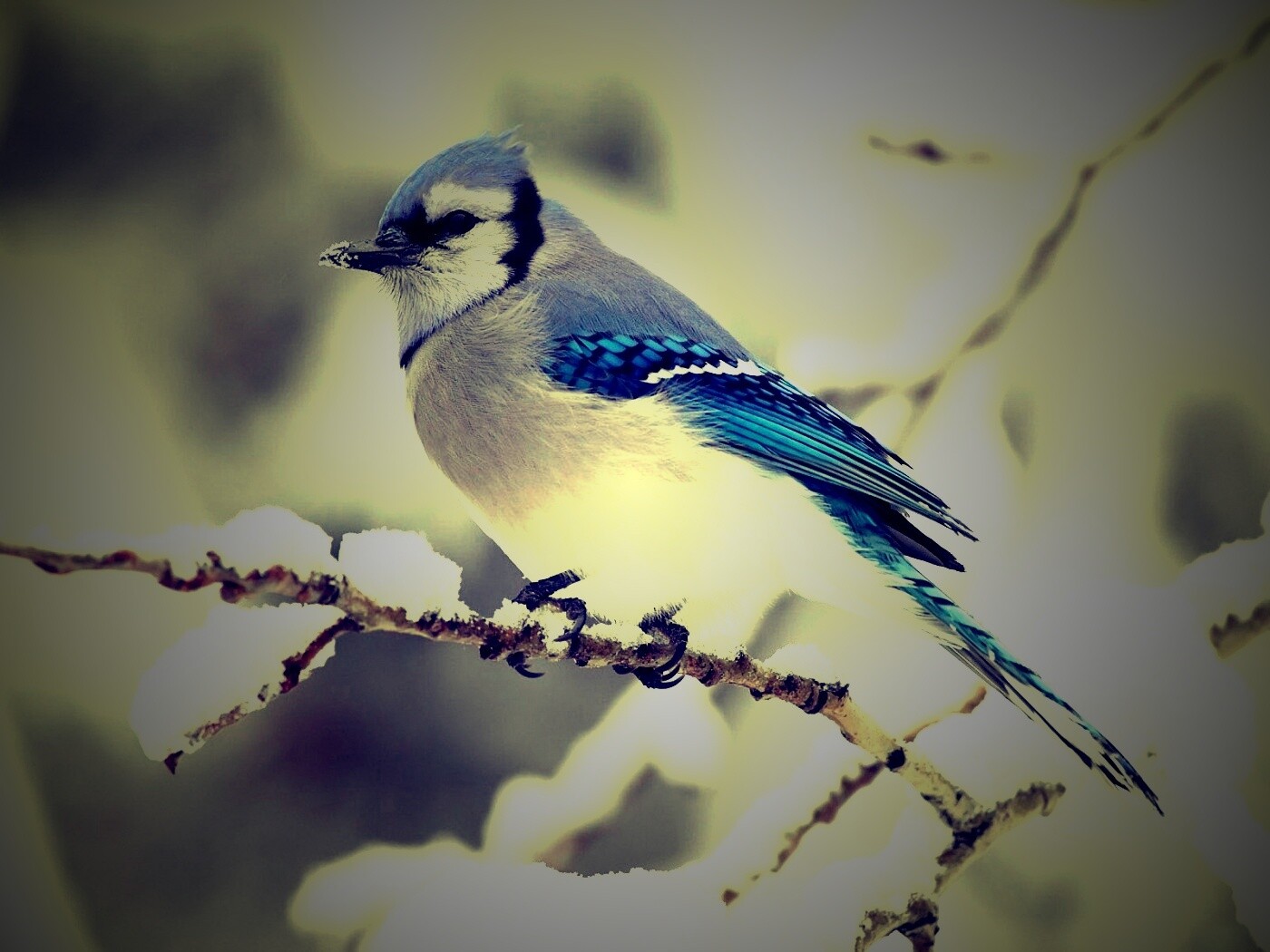 Маленькая синяя птичка обои