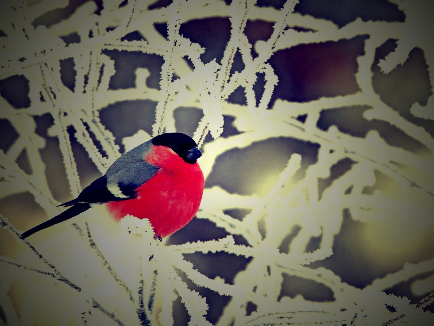 Снегирь на ветке обои