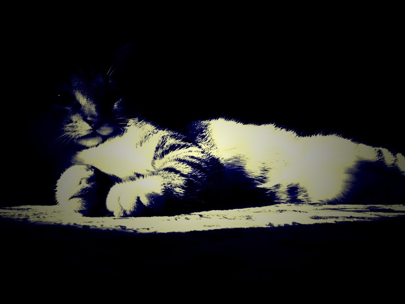 Котик в тени обои