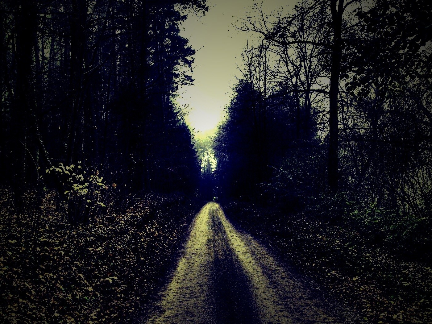 Дорога через лес обои