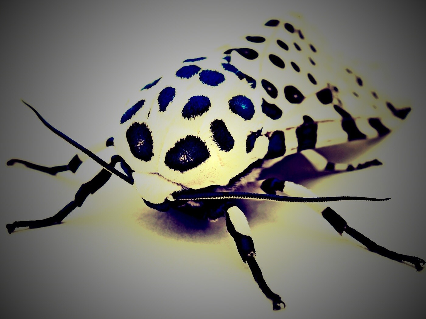 Пятнистая бабочка обои