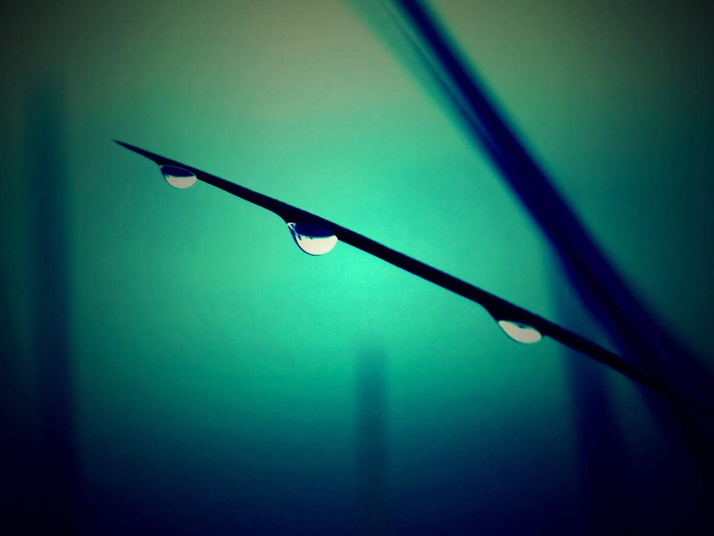 Трава после дождя обои