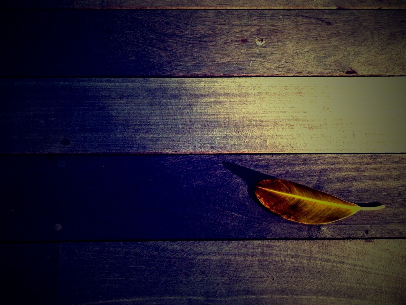 Лист на деревянном полу обои