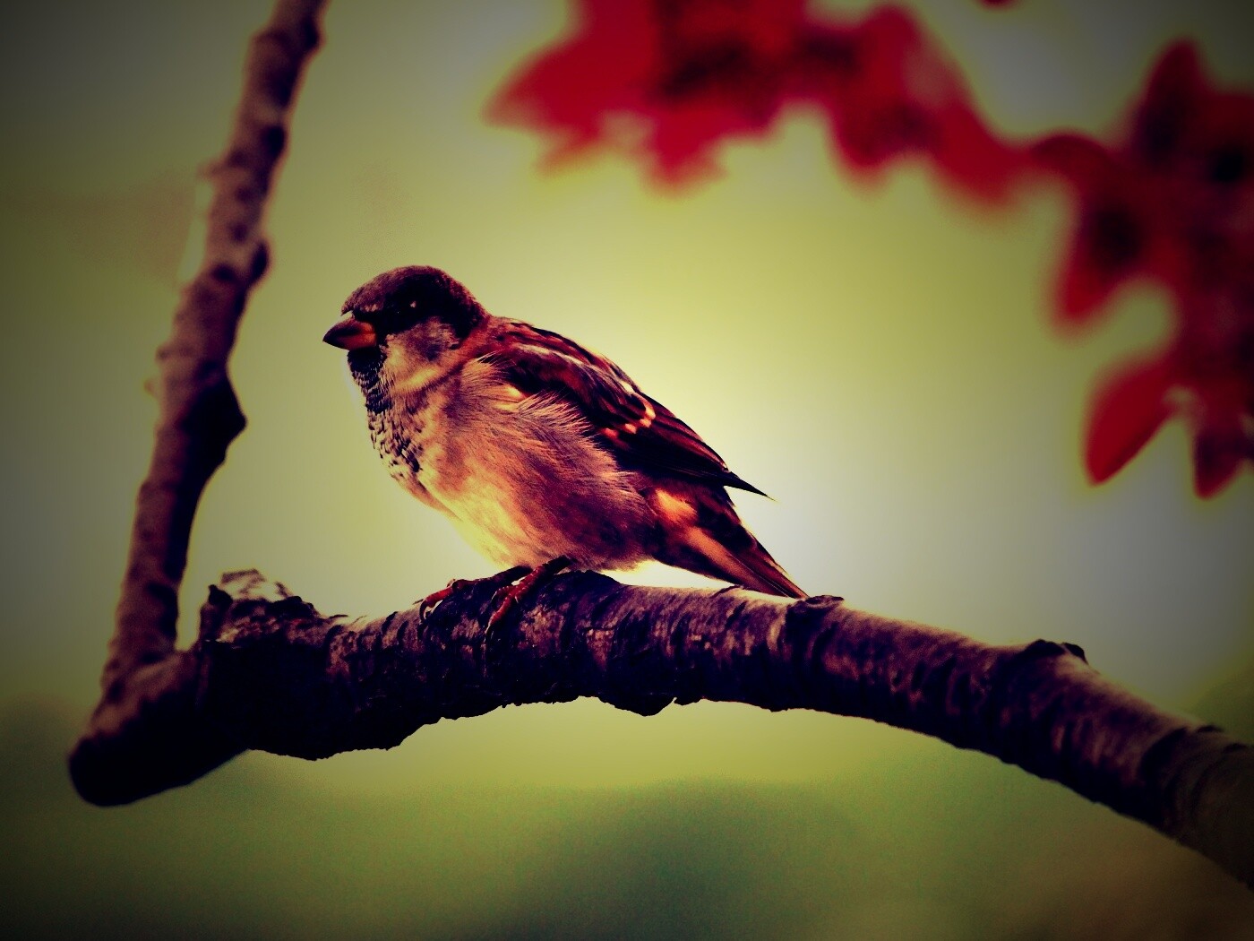 Птичка на ветке обои