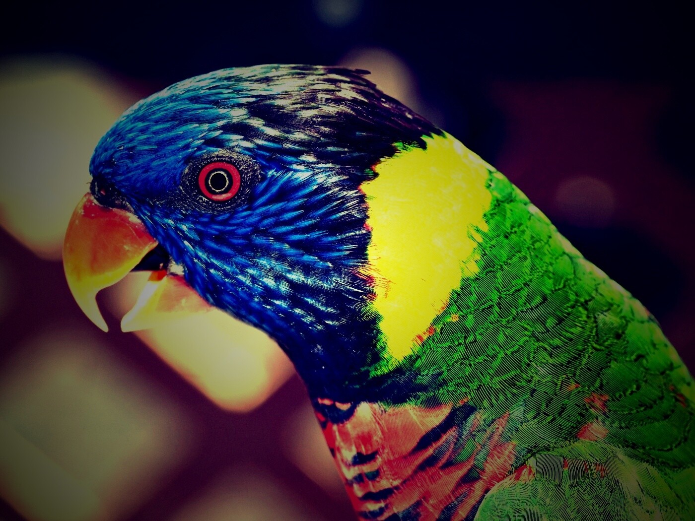 Красноглазйы попугай обои