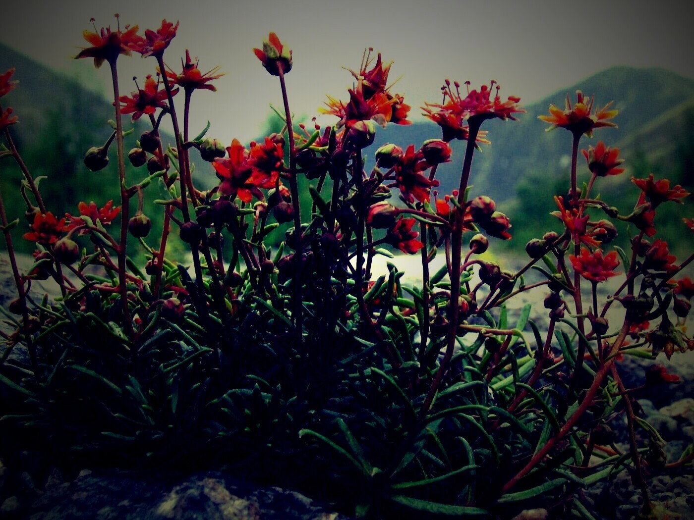 Горные цветы обои