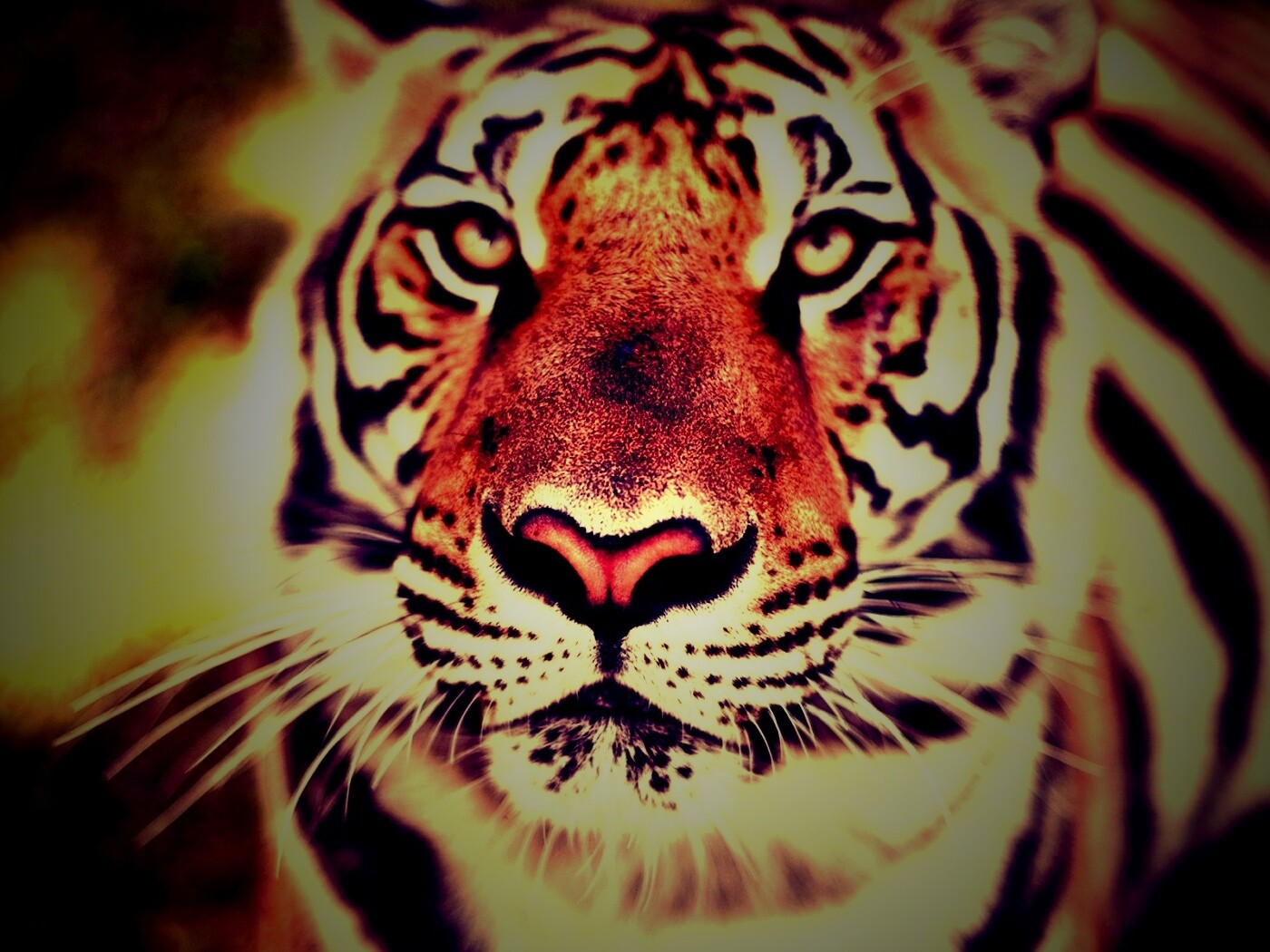 Красавец тигр обои