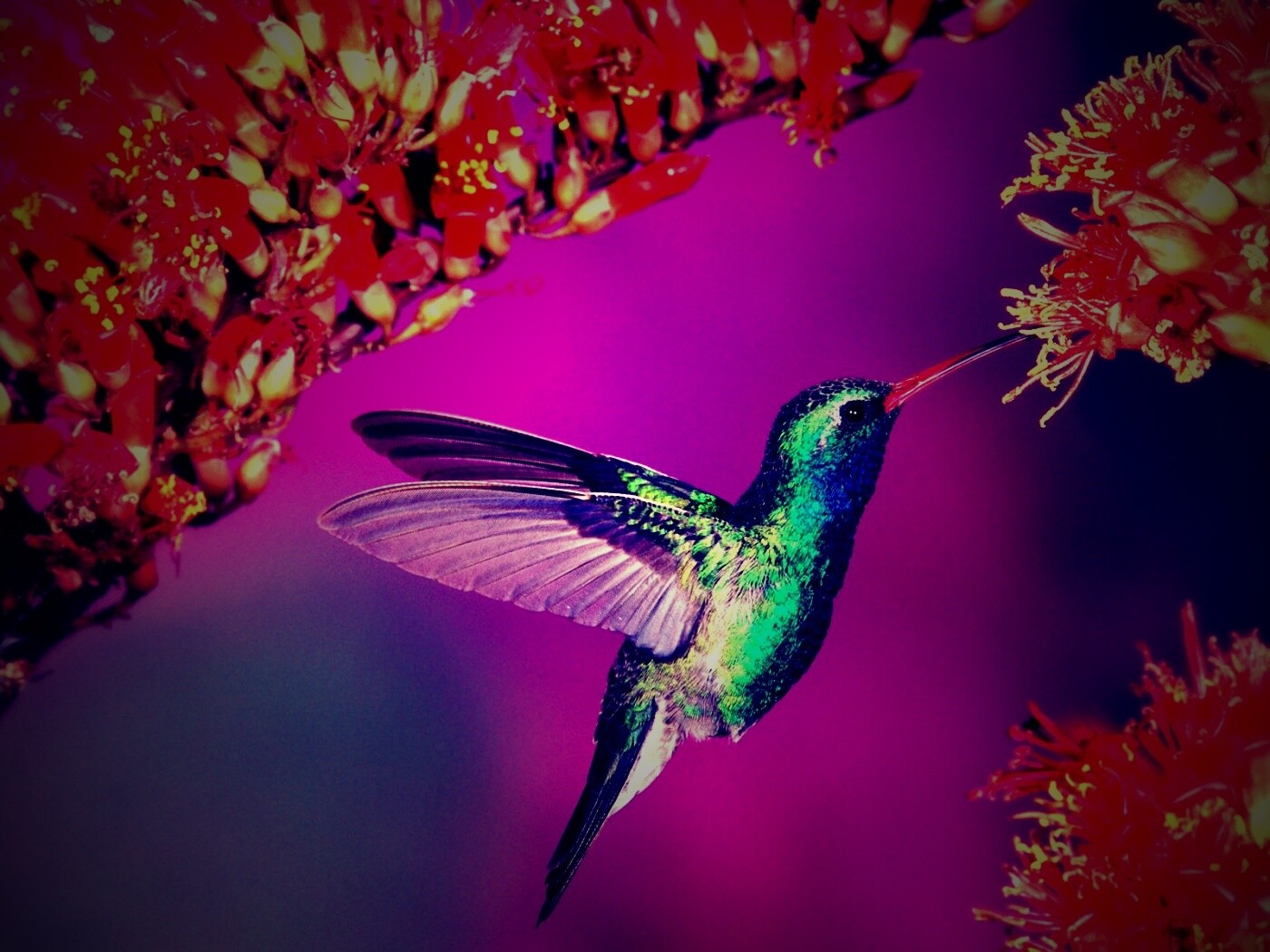 Колибри обои