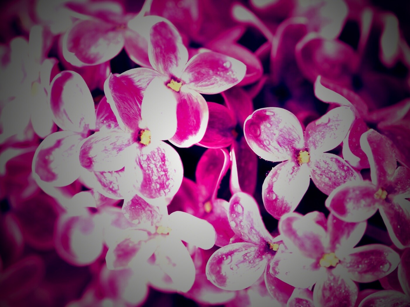 Цветы сирени обои