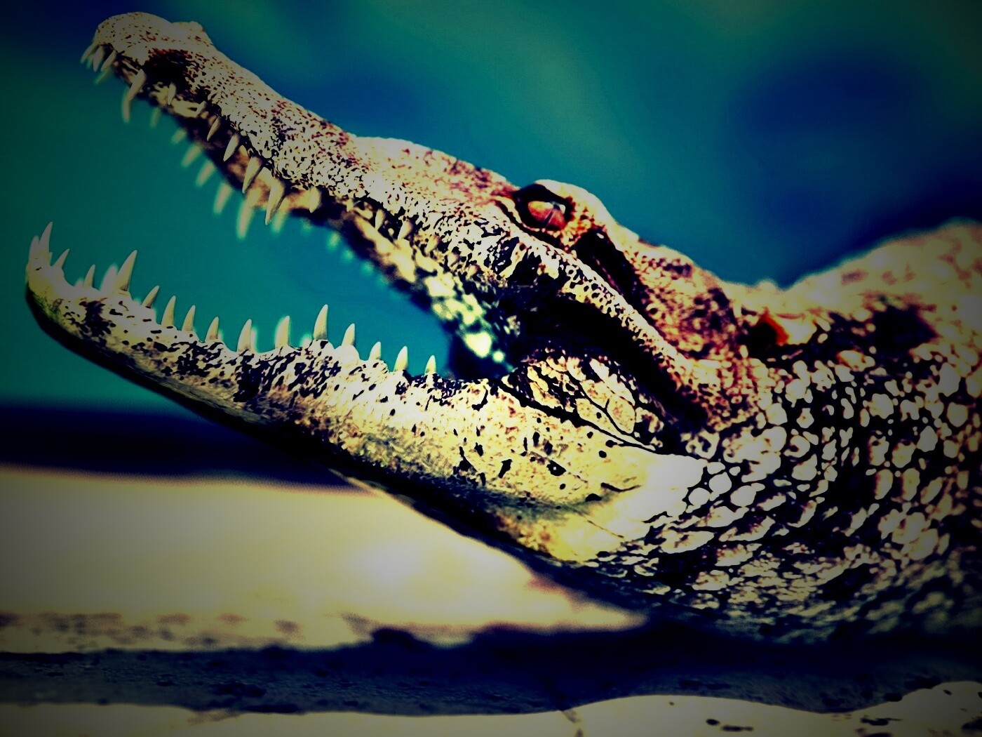 Крокодил разинул пасть обои