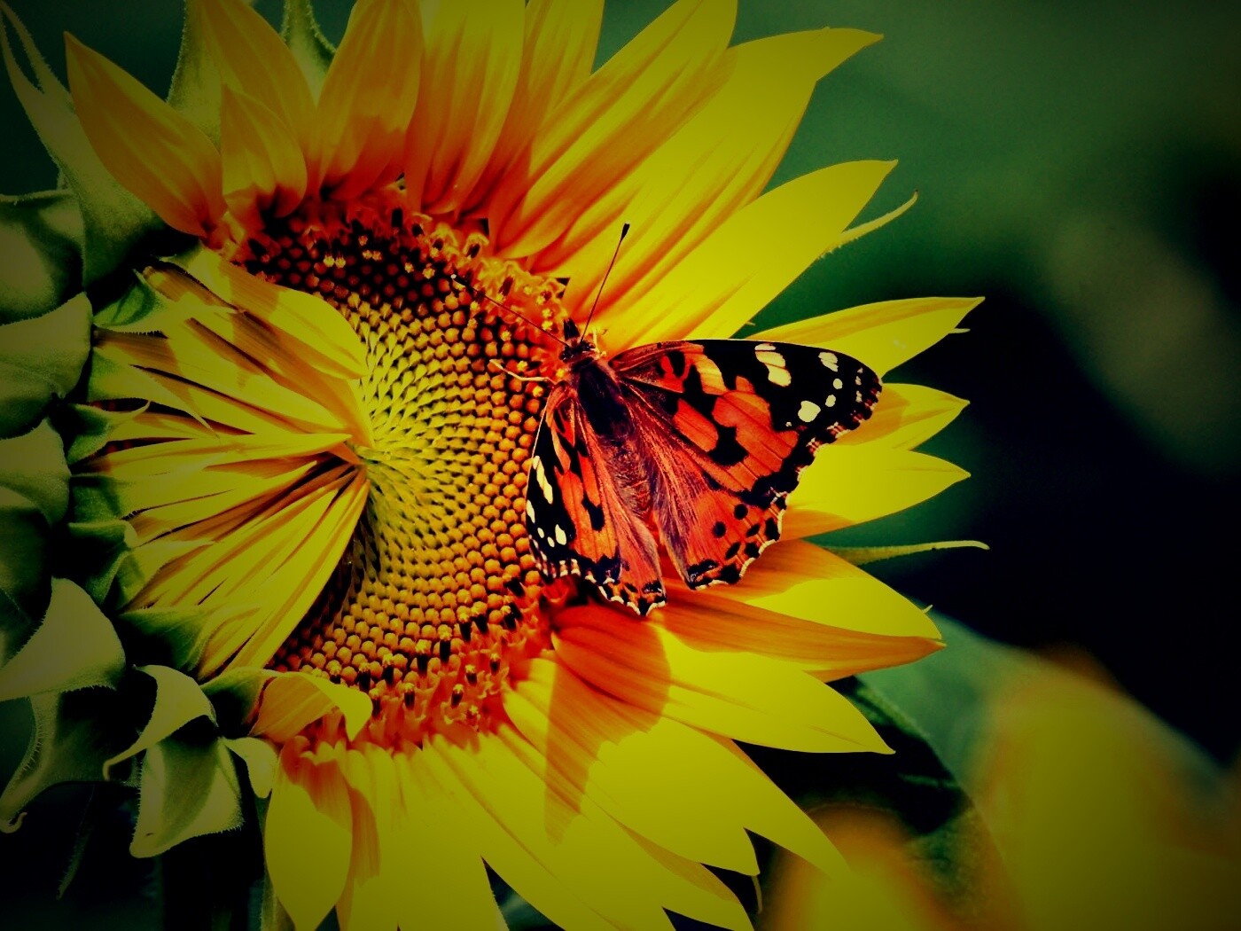 Бабочка на подсолнухе обои