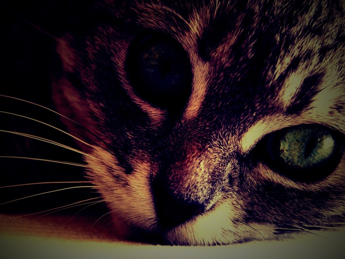 Взгляд обои