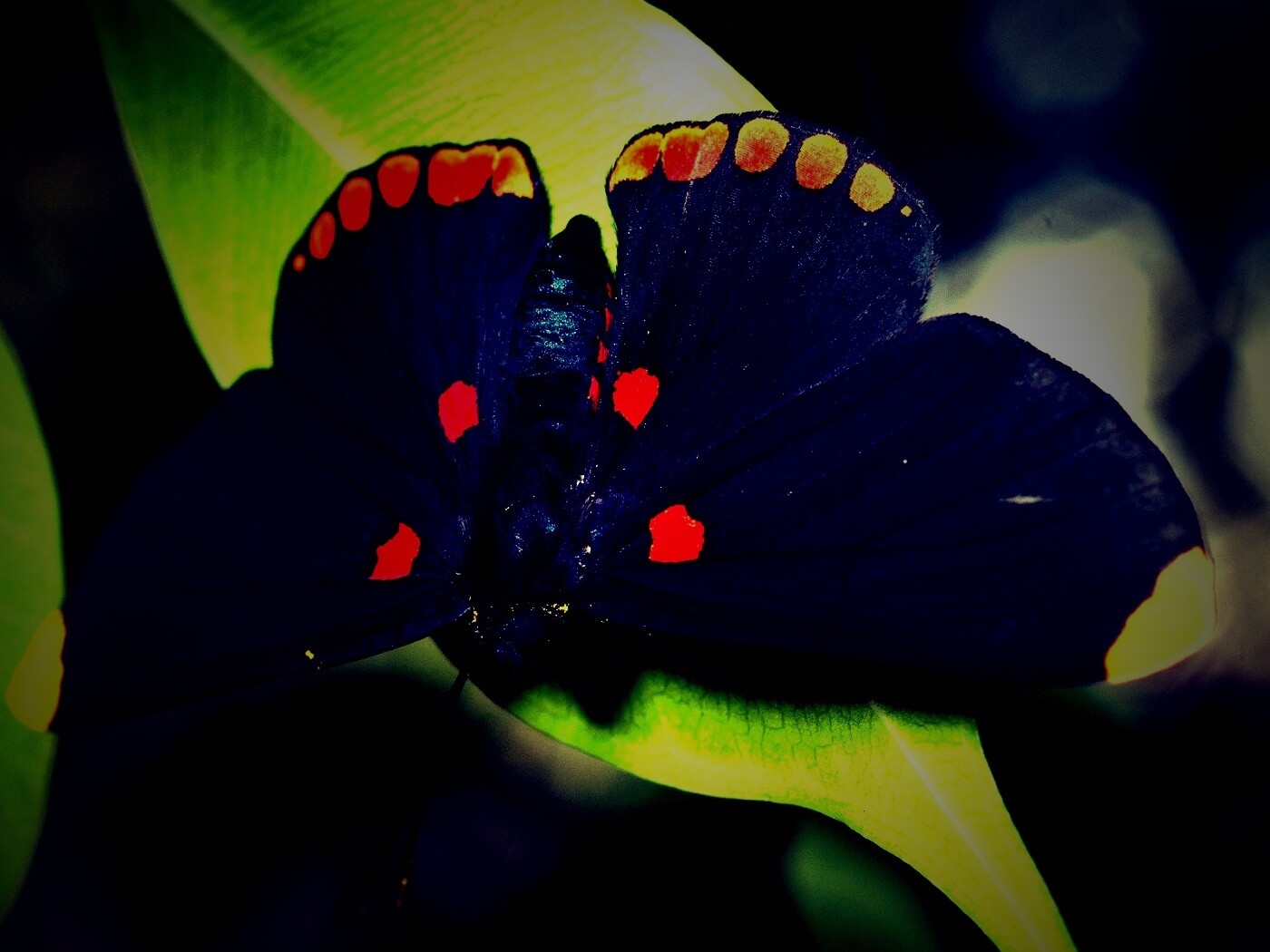 Бабочка на листе обои