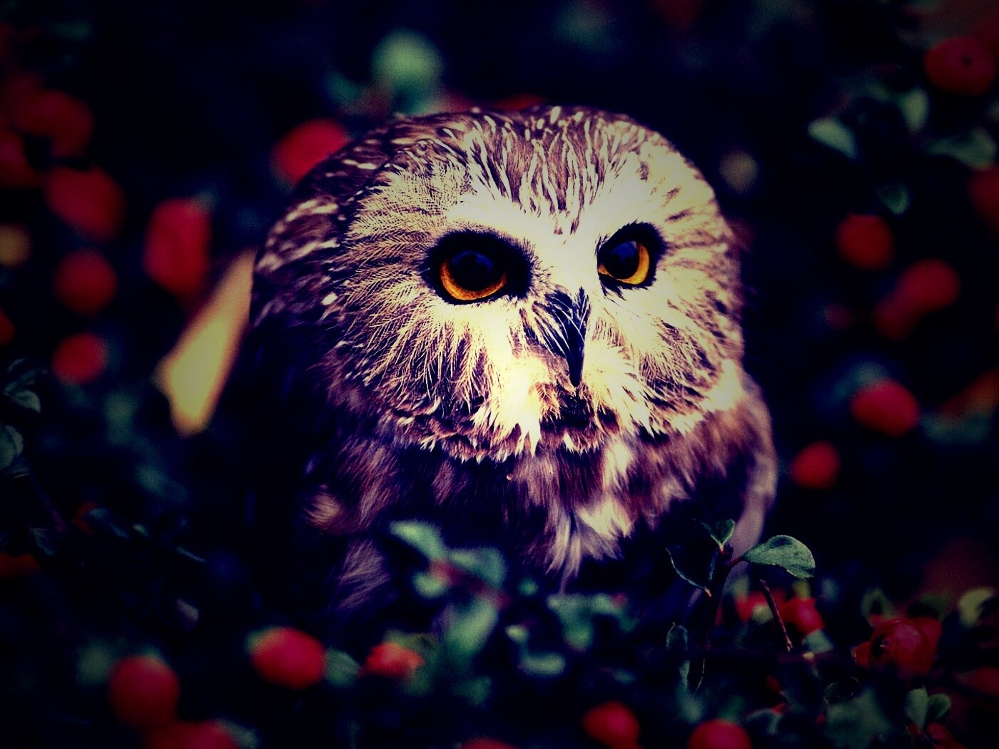 Маленькая сова в ягодах обои