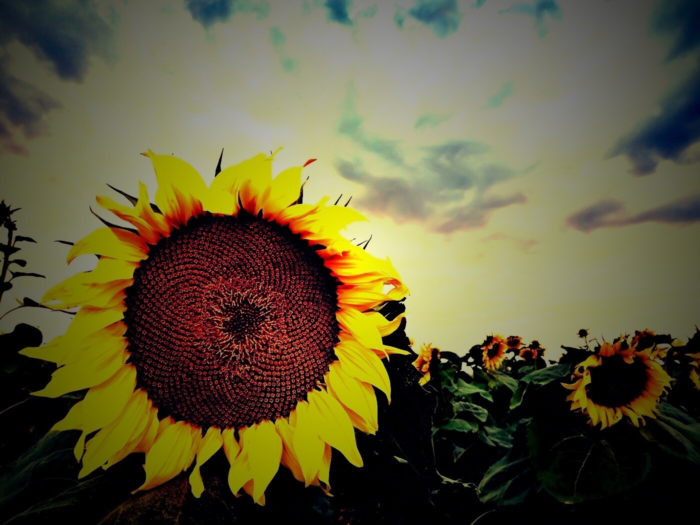 Подсолнухи обои