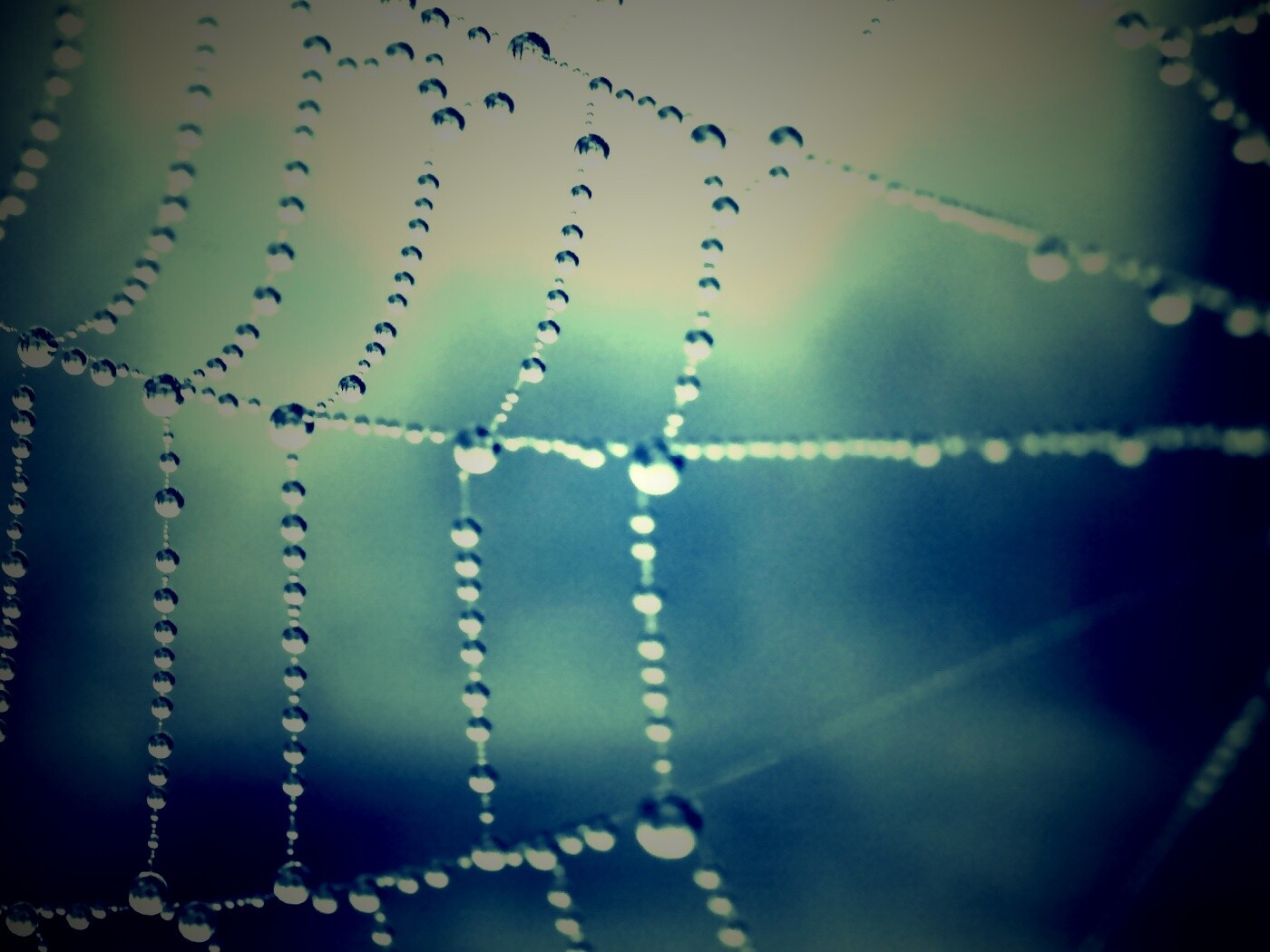 Капли росы на паутине обои