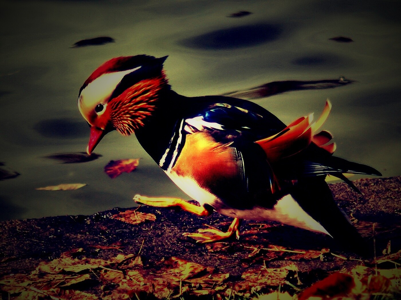 Уточка - мандаринка обои