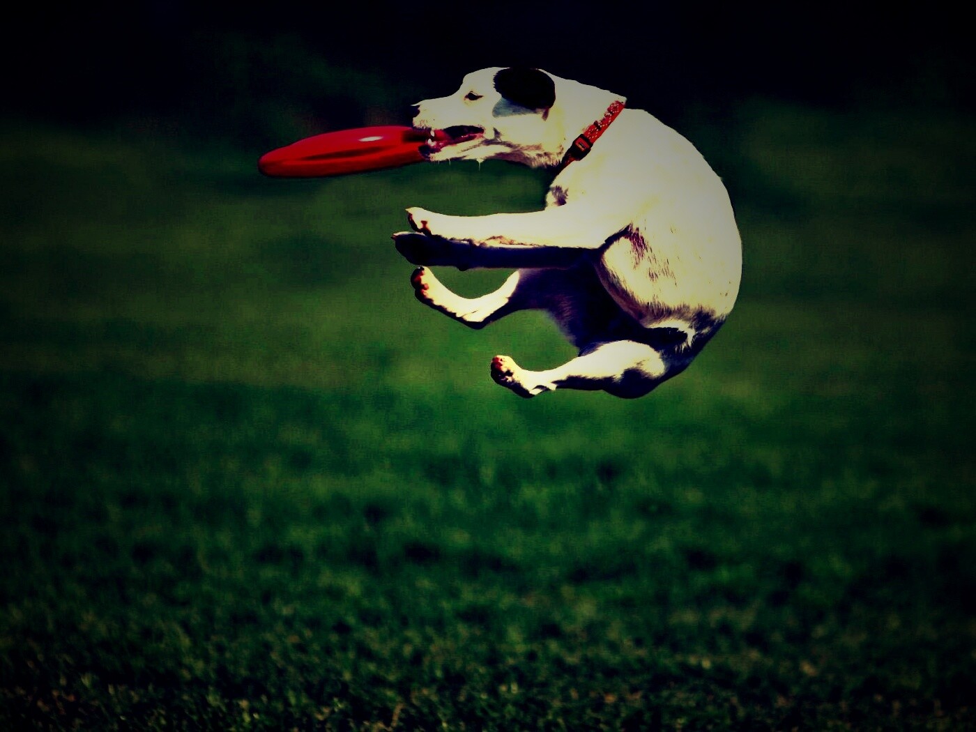 Ловкач обои