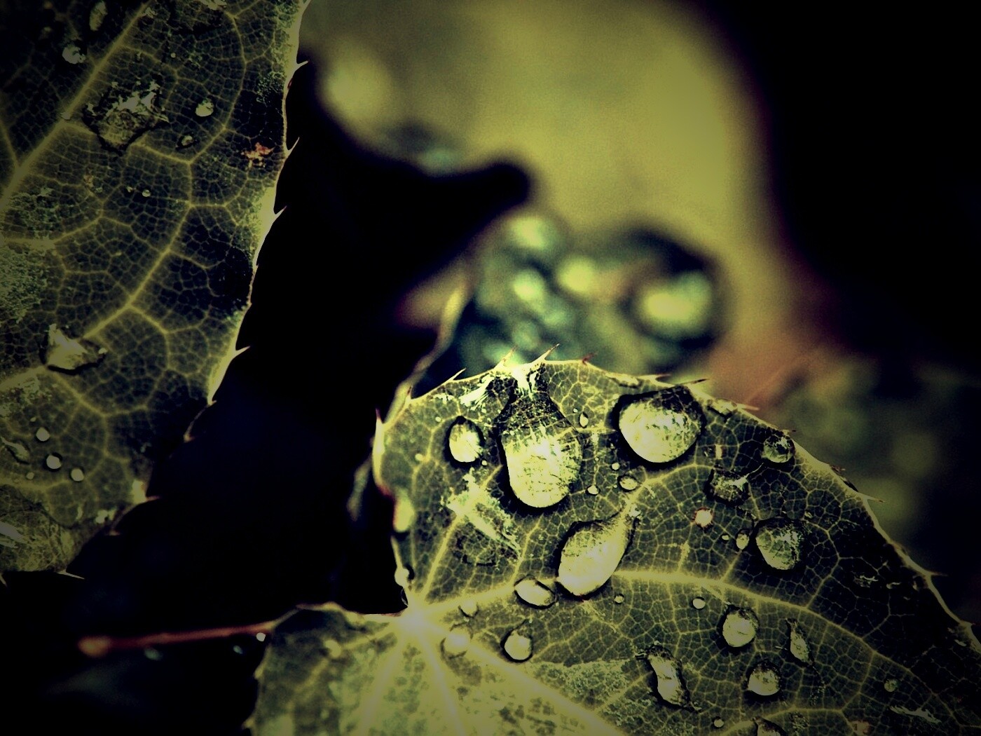 Капельки росы на листьях обои