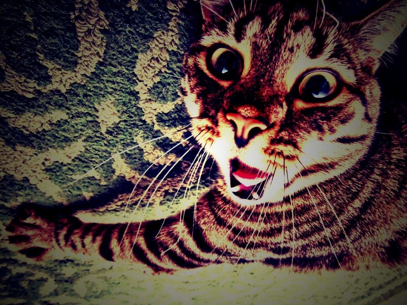 Спалившийся на ковре кошак обои