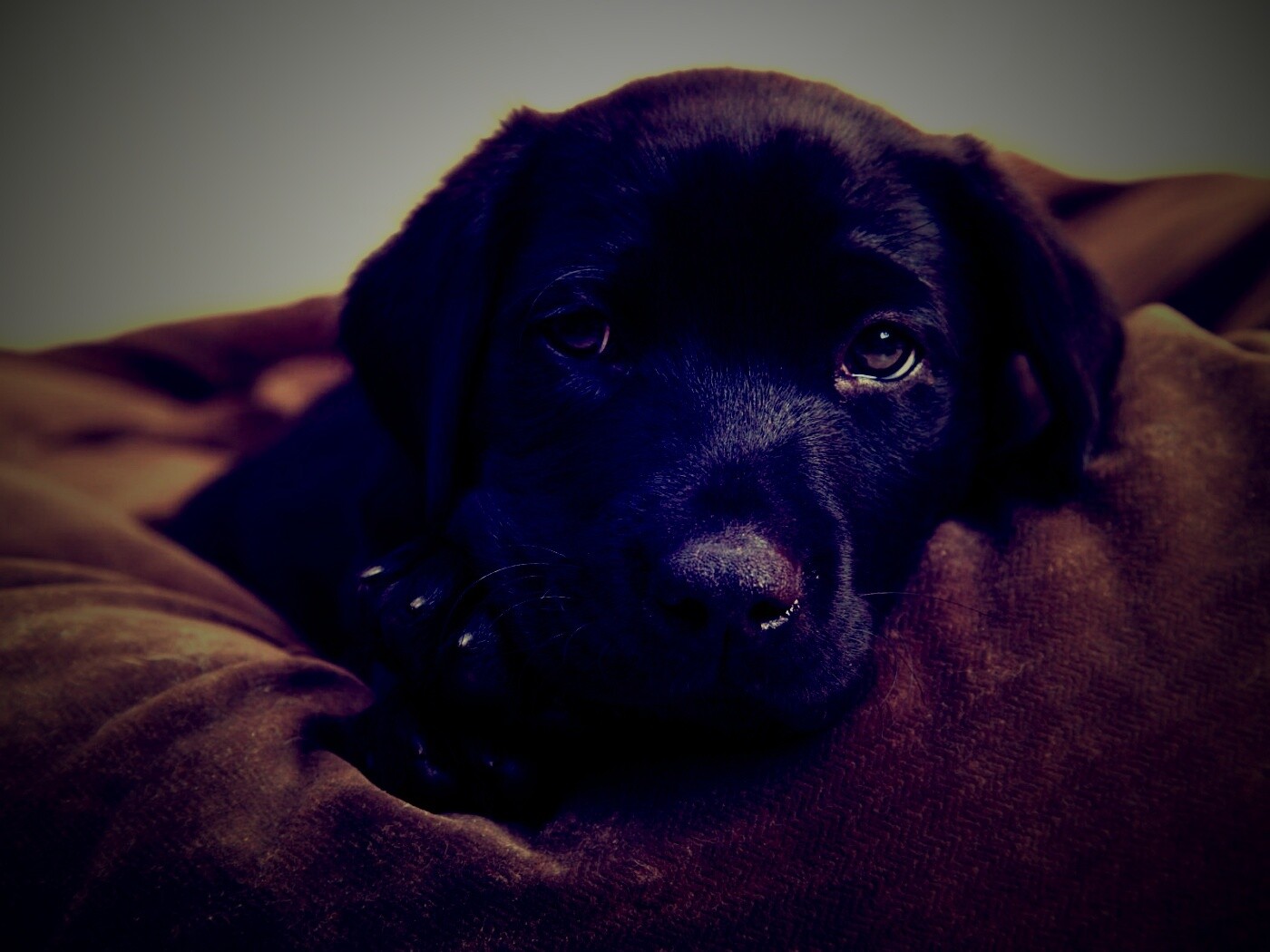 Сонный щенок немецкого поинтера обои