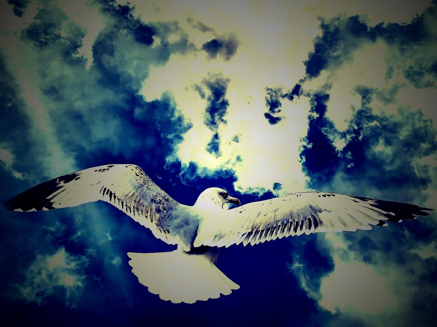 Гордая птица в полете обои