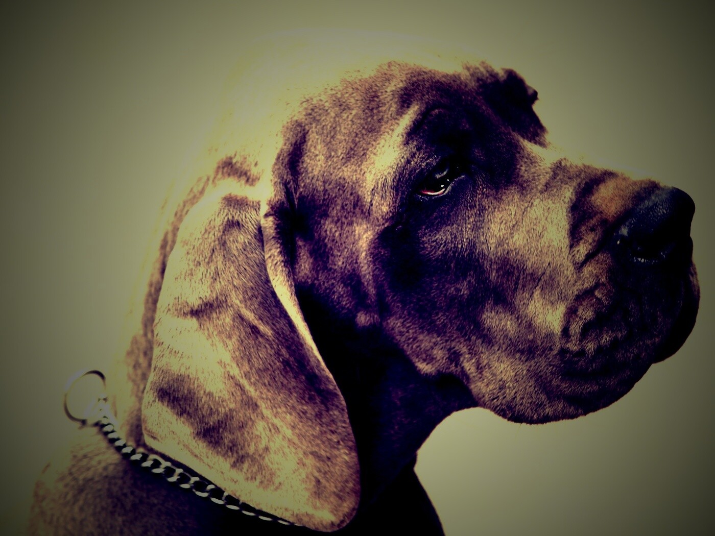Грустная собака обои