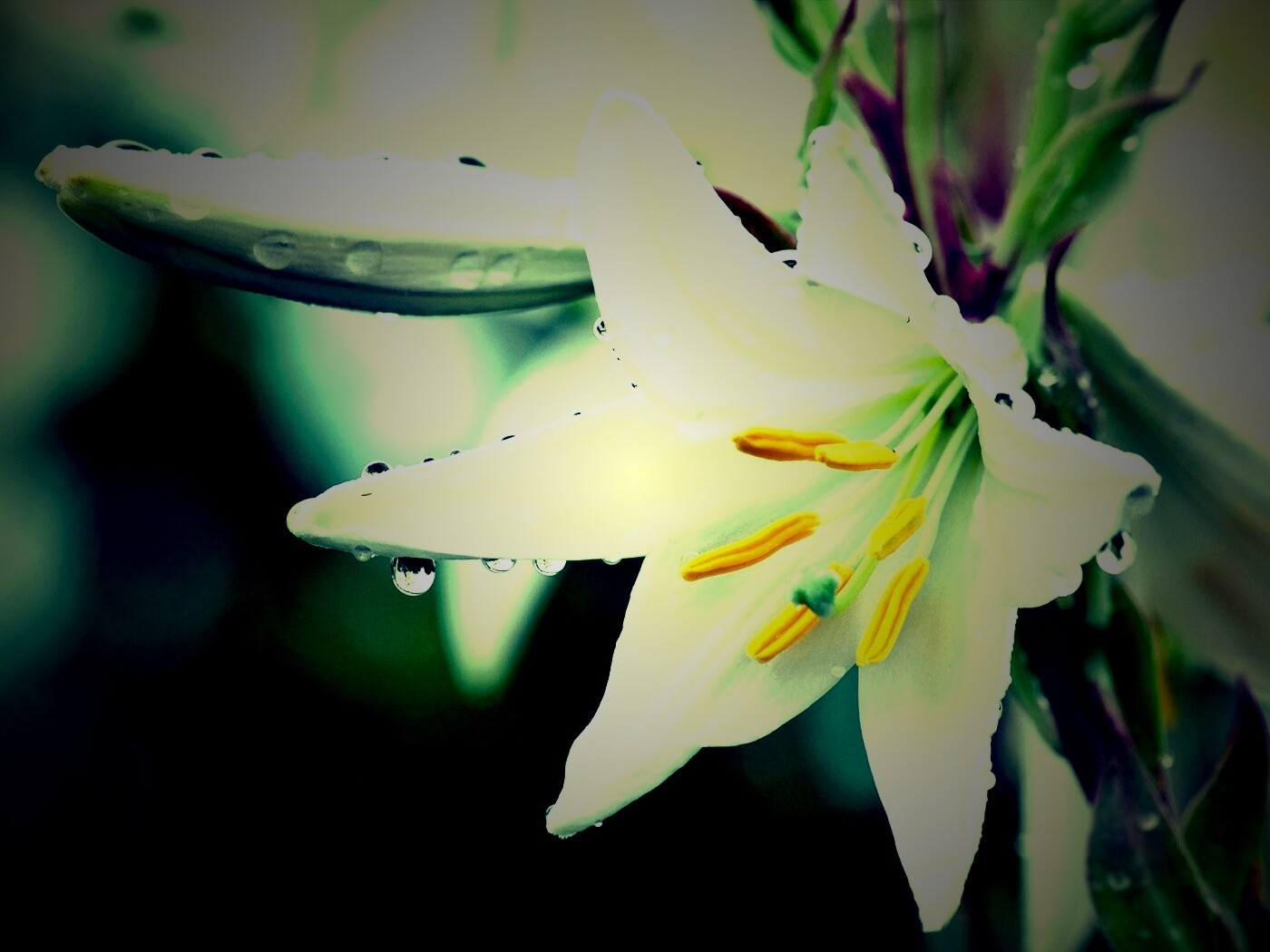 Белая лилия обои