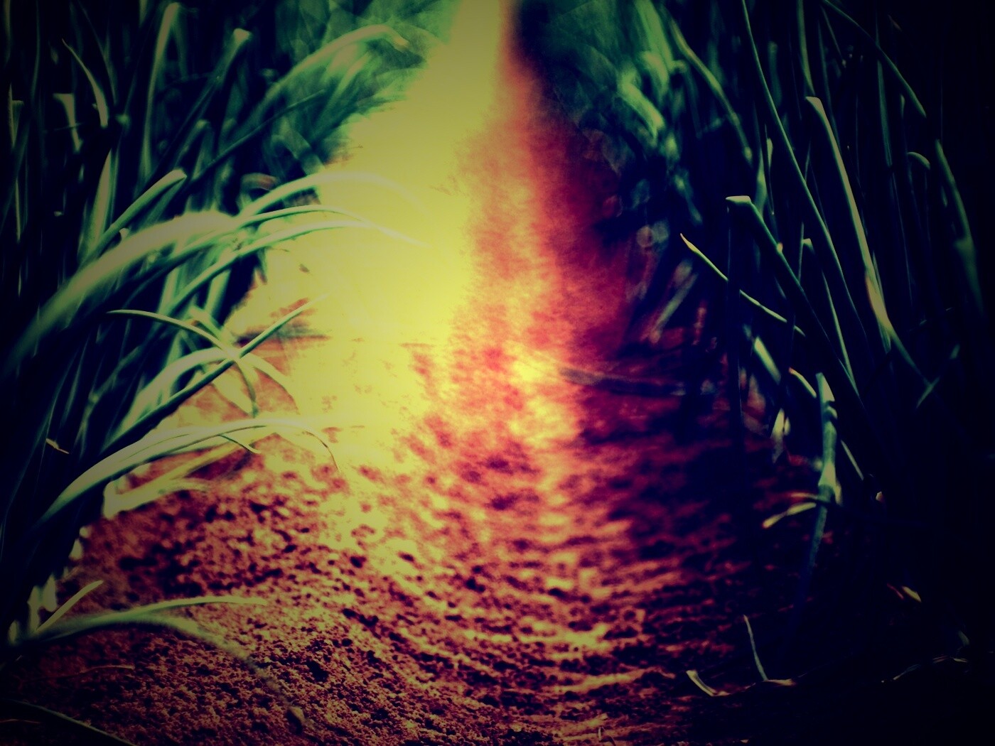 Тропинка в траве обои