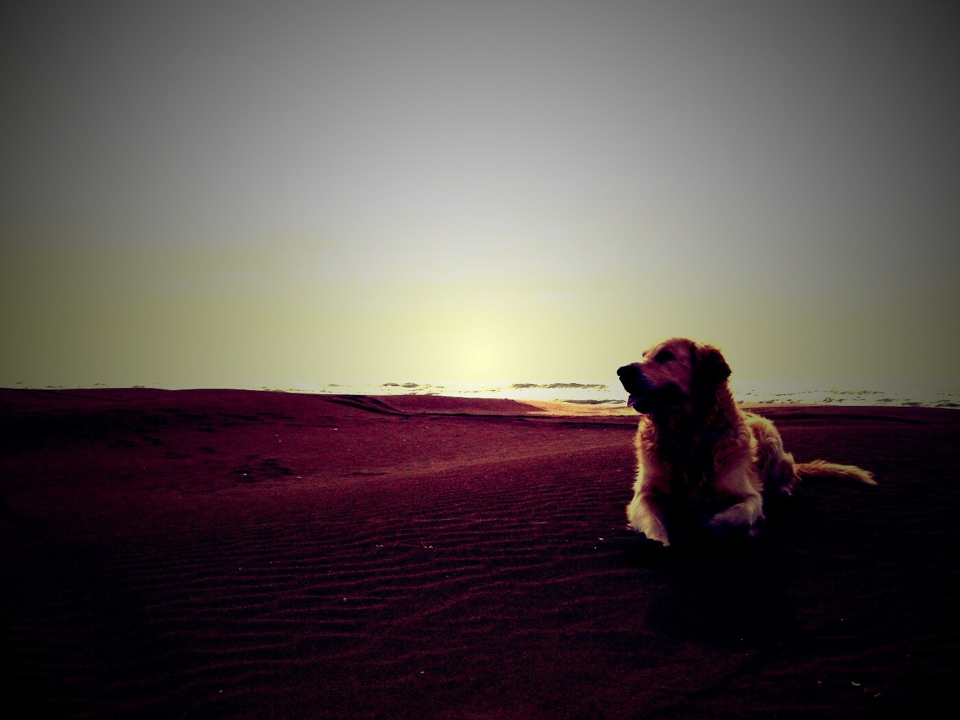 Красивая собака на оранжевом песке обои