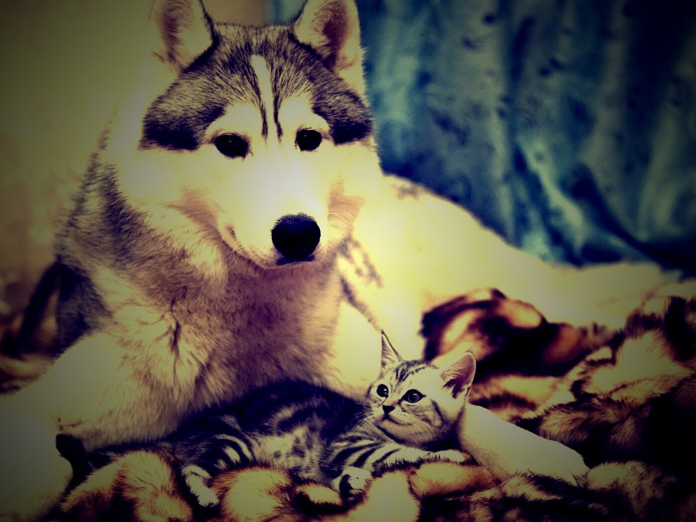 Собака и котенок обои