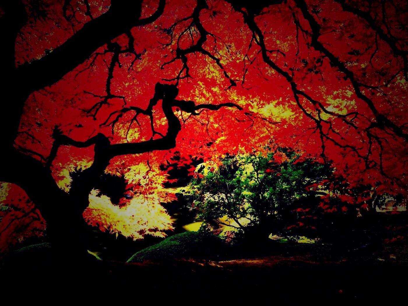 Под оранжевой кроной обои