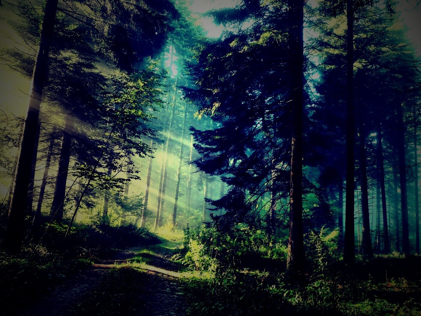 Тропа в лесу обои