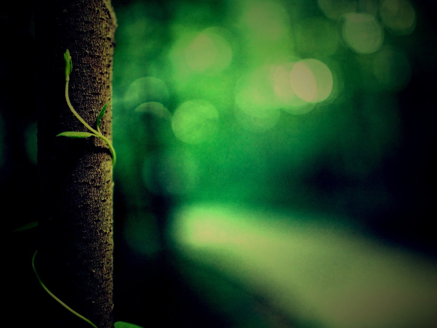 Стебелек на стволе деревца обои