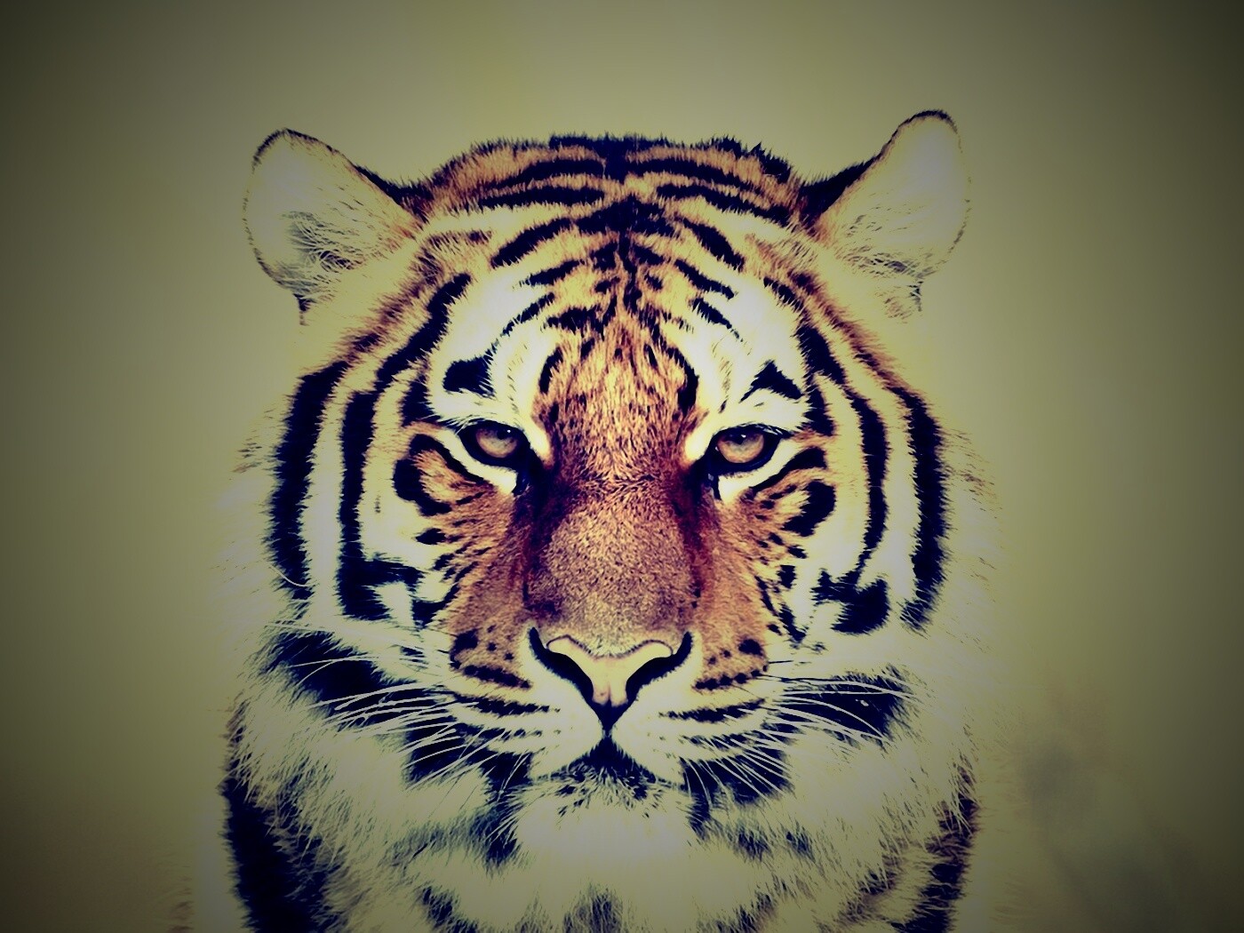 Красавец тигр обои