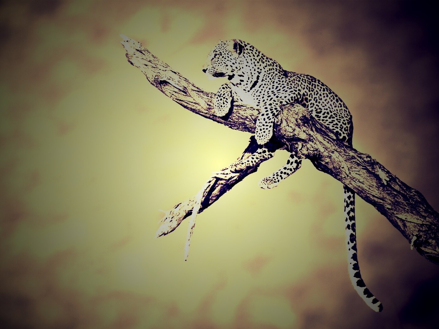 Ягуар на дереве обои