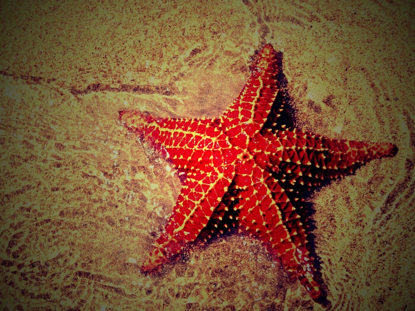 Морская звезда обои