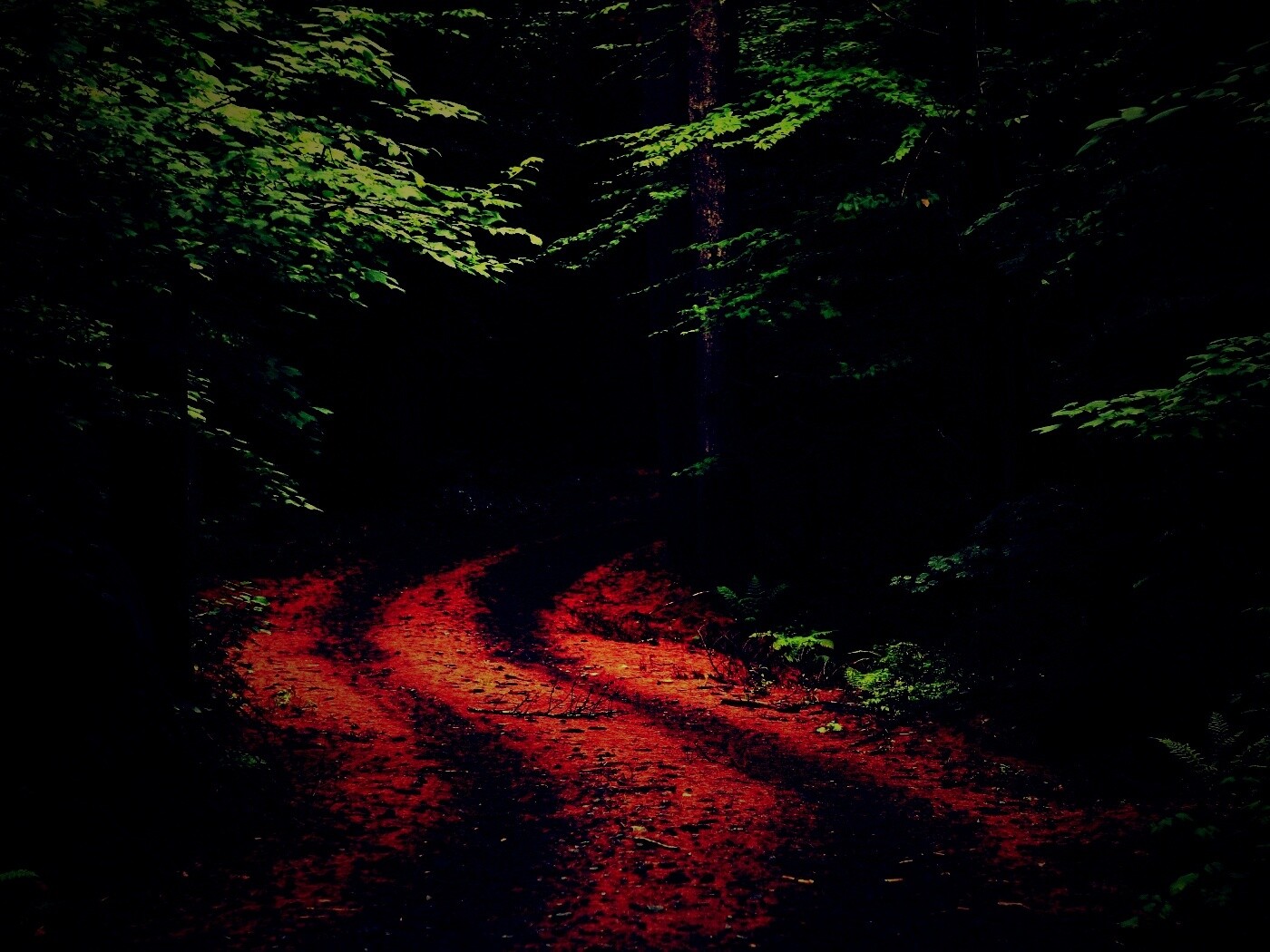 Лесная дорога обои