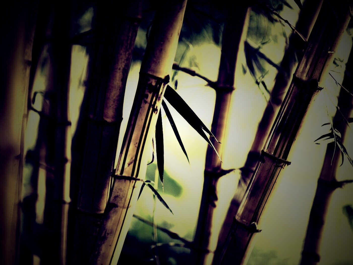 Бамбук обои