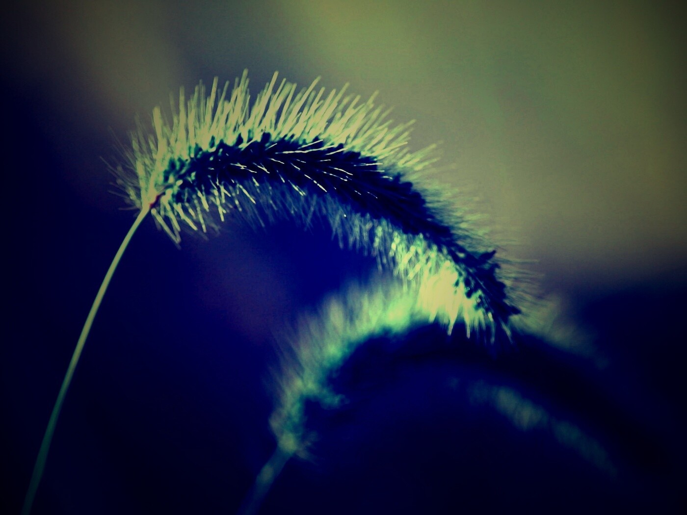 Травинка обои