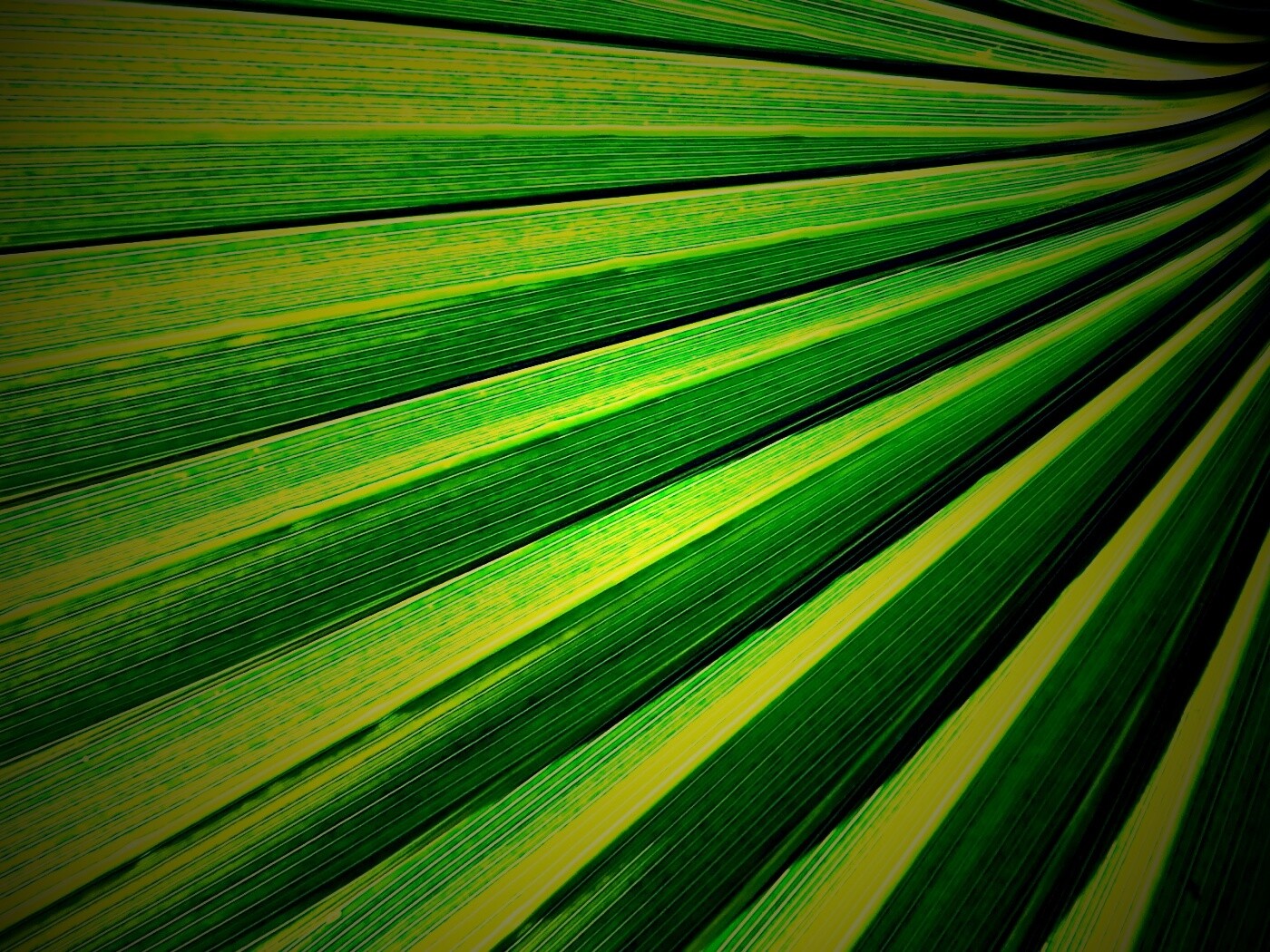 Зеленый пальмовый лист обои