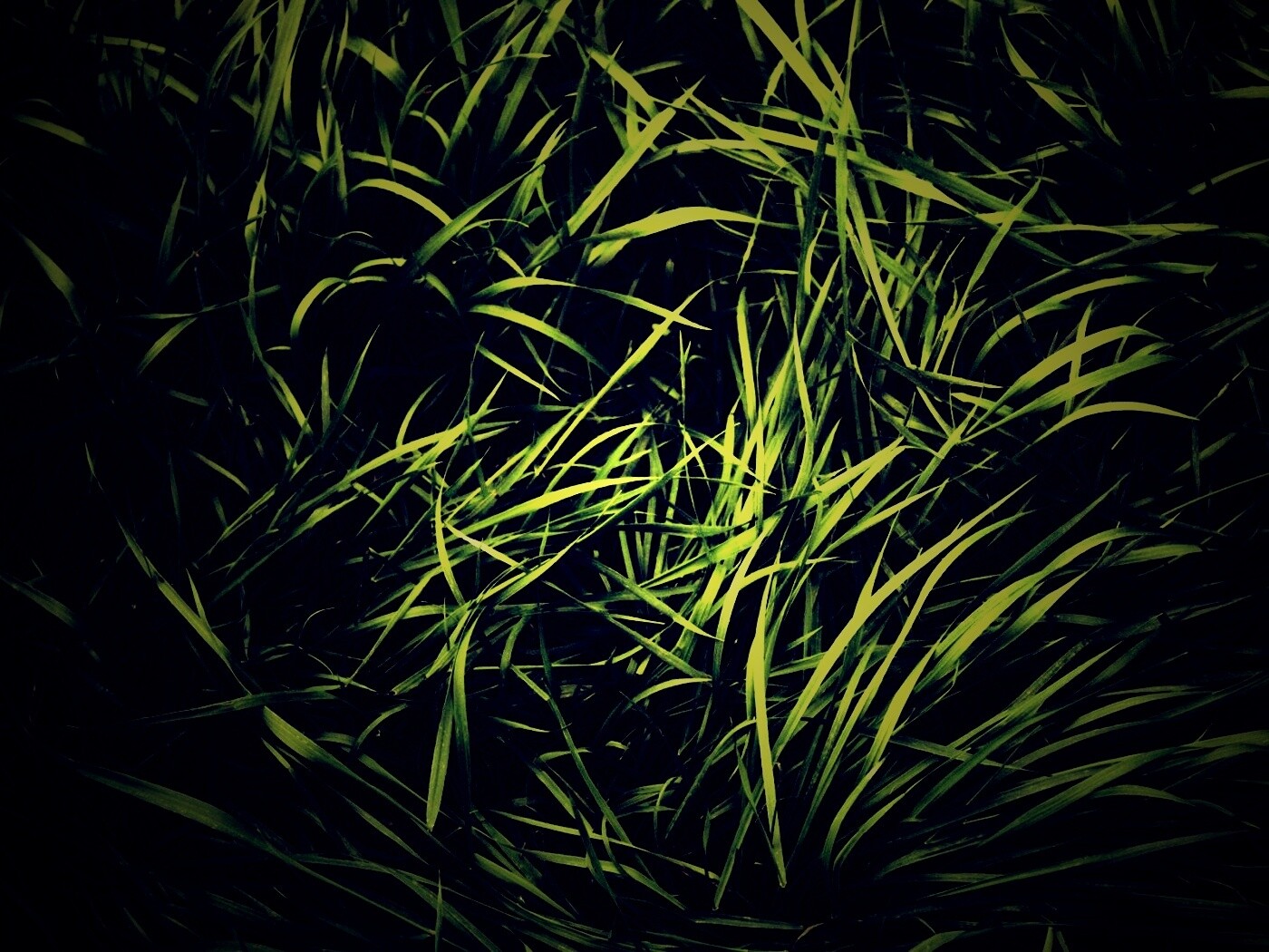 Блеклая трава обои