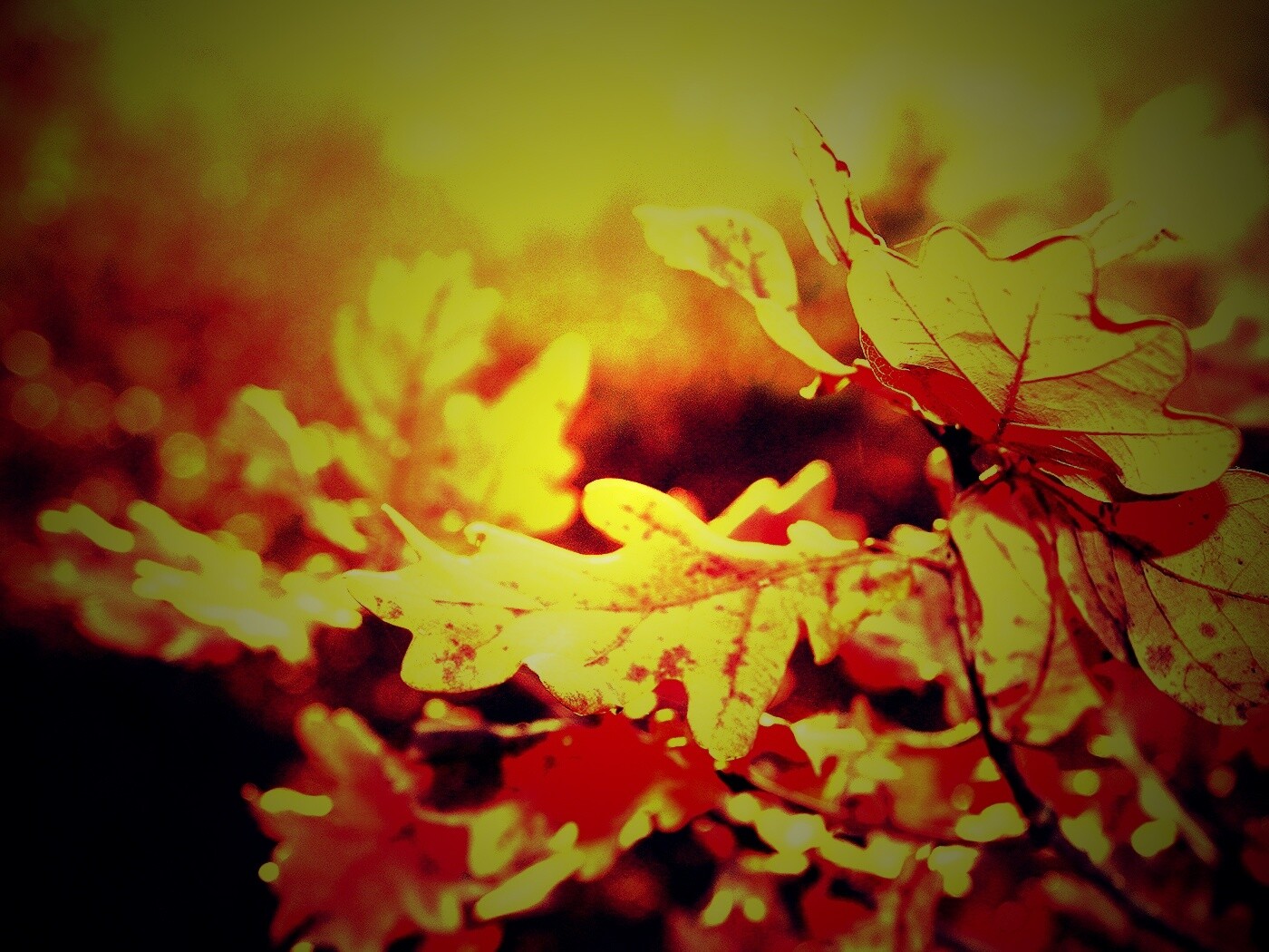 Дубовые листья обои