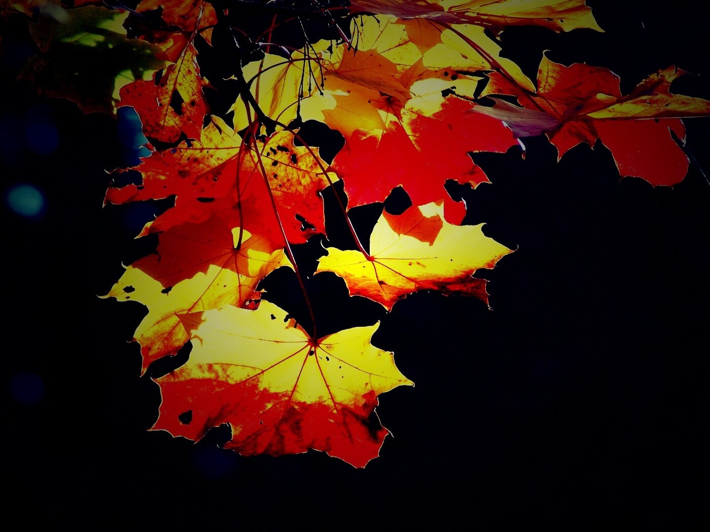 Колоритные осенние листья обои