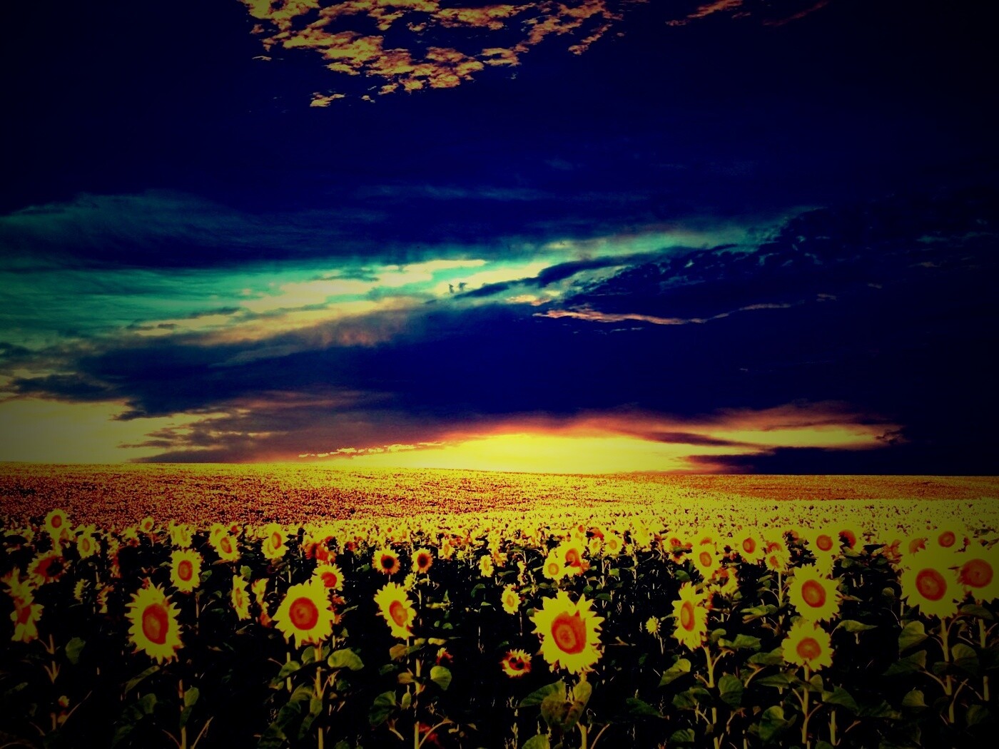 Целое поле подсолнухов обои